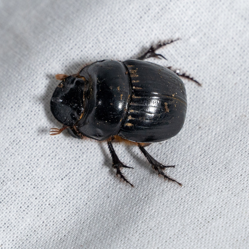 Dichotomius bos