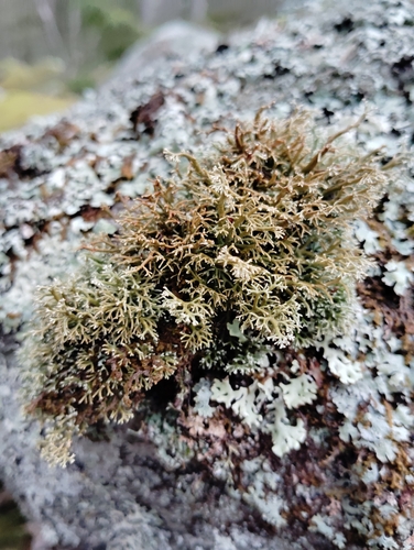 Fragile Coral Lichen