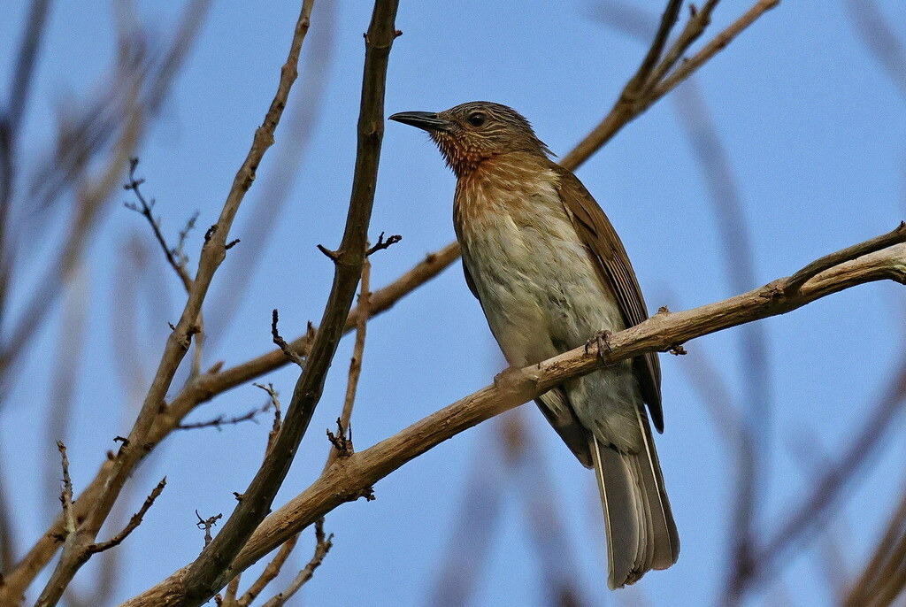 Philippine Bulbul photo