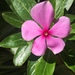 Madagascar Periwinkle - Photo (c) Ellen Hodgkinson, all rights reserved