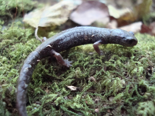 Chunky False Brook Salamander