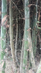 Bambusa bambos image