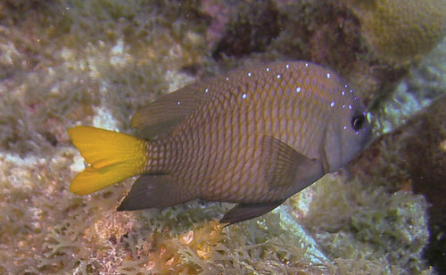 Yellowtail Damselfish