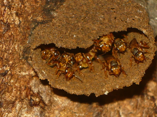 Pectoral Robust-Stingless bee
