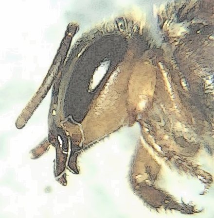 Pectoral Robust-Stingless bee