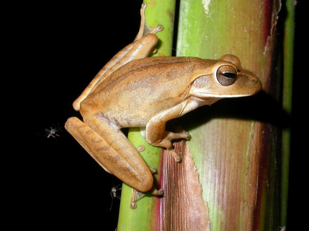 Chaco Treefrog Hypsiboas raniceps iNaturalist