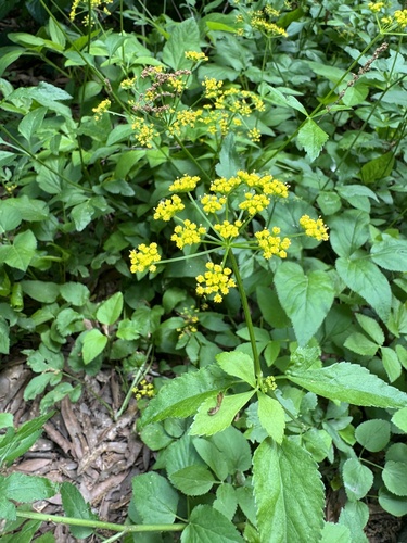 Thaspium trifoliatum