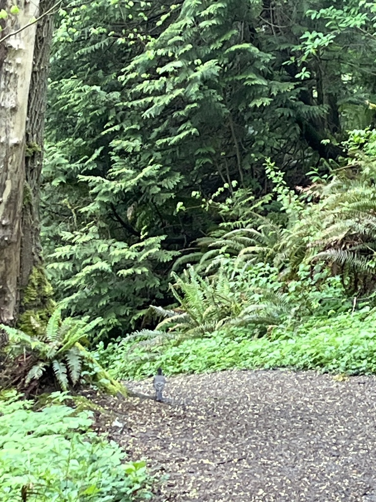 American Robin from Tryon Creek State Natural Area, Portland, OR, US on ...