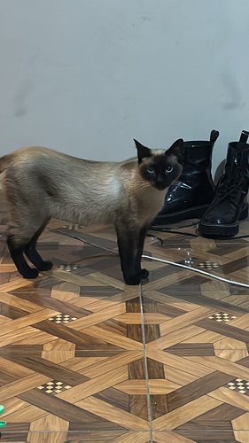 Domestic Cat