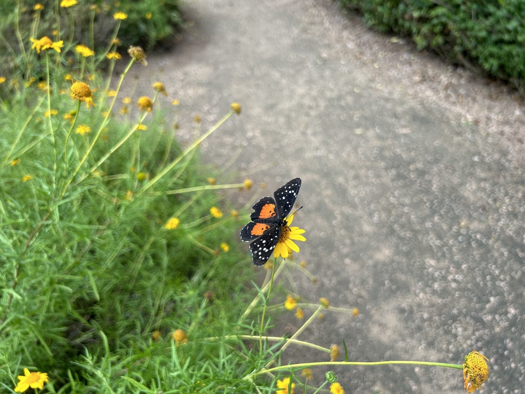 Crimson Patch from S Raul Longoria Rd, Edinburg, TX, US on April 26