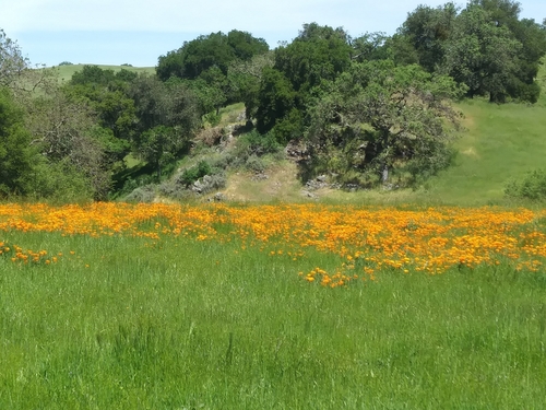 iNaturalist observation photo of California poppy