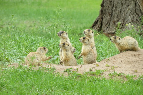 White-tailed Prairie Dog