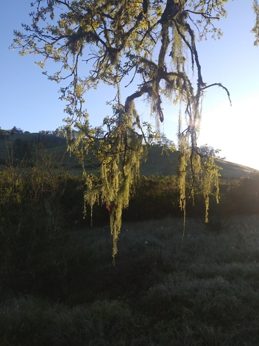 iNaturalist observation photo of lace lichen