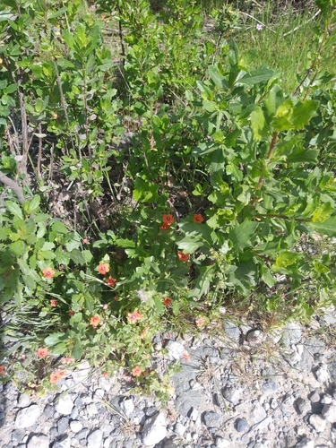 iNaturalist observation photo of scarlet pimpernel