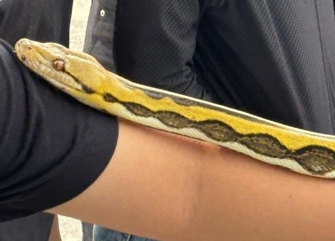 Reticulated Python from Hidalgo y Preparatoria Regional, El Calvario ...