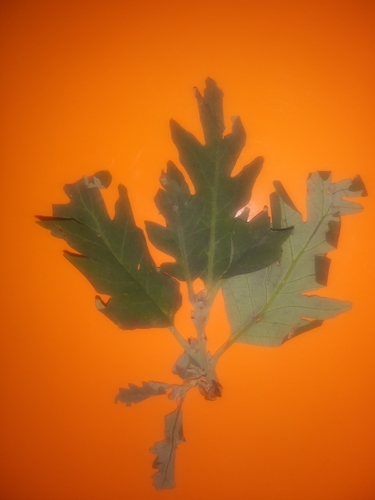 iNaturalist observation photo of California black oak