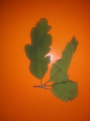 iNaturalist observation photo of blue oak