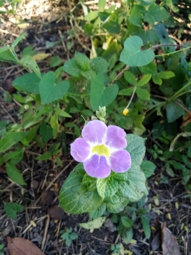 Chinese violet
