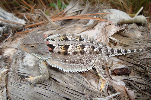 Mexican Plateau Horned Lizard Alchetron The Free Social Encyclopedia   Medium 