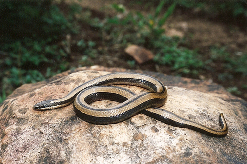 Black-striped Snake