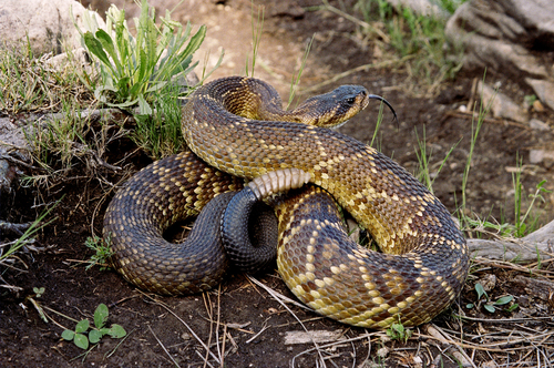 Mexican Black-tailed Rattlesnake (subspecies Crotalus Molossus 