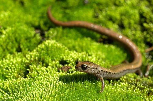 Santa Lucia Mountains Slender Salamander