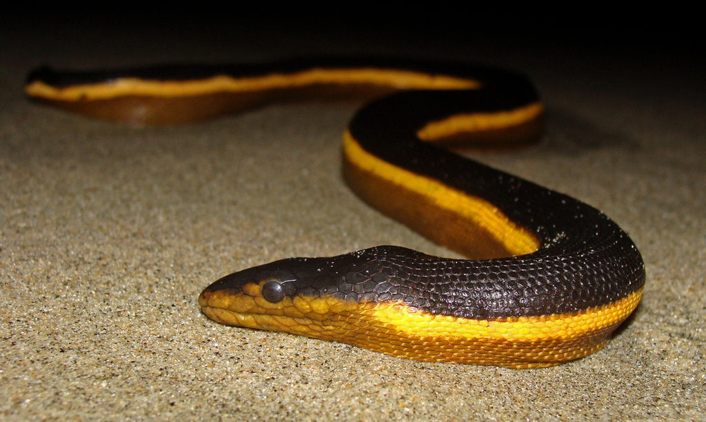 Yellow-bellied Sea Snake (Hydrophis platurus) · iNaturalist