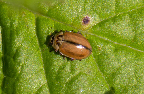 Larch Lady Beetle
