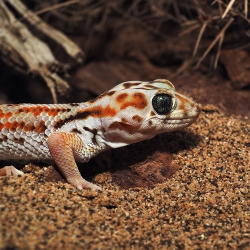 Persian Wonder Gecko