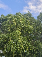 Mangifera indica image
