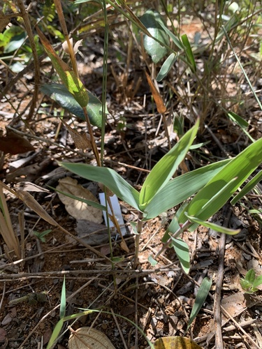 Gymnopogon doellii