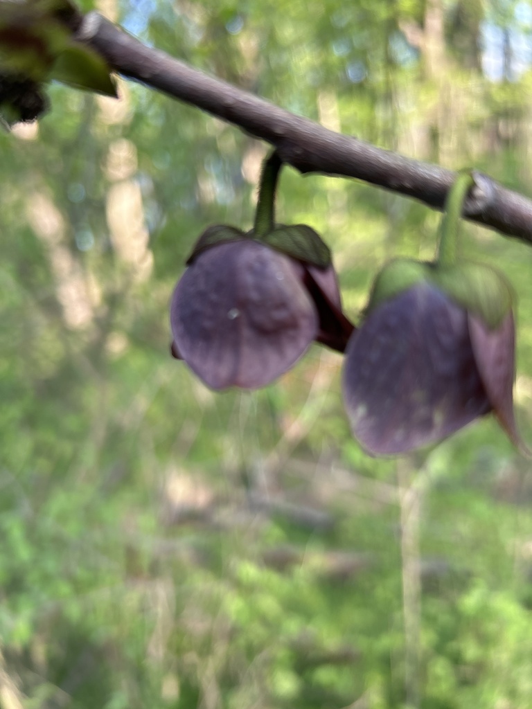 common pawpaw from Oregon Ridge Park, Cockeysville, MD, US on April 26 ...