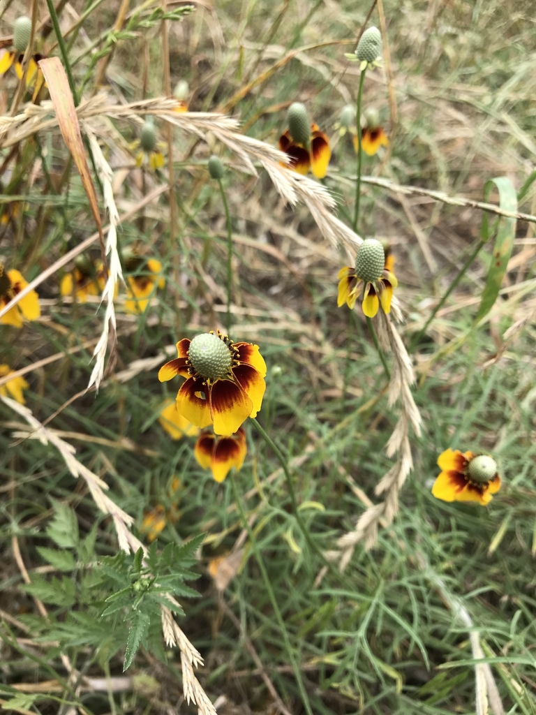 blackeyed Susans, coneflowers, and prairie coneflowers from Memorial