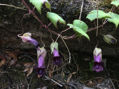 Lophospermum purpurascens