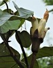 Balsa Tree - Photo (c) Marcos Silveira, all rights reserved, uploaded by Marcos Silveira