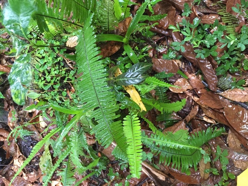 Pecluma pectinata · iNaturalist