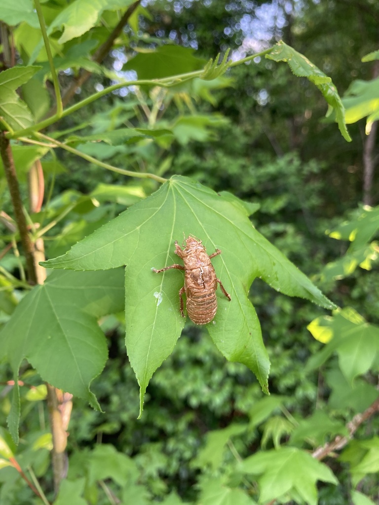 Periodical Cicadas from Bankston Good Hope Rd, Preston, GA, US on April