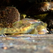 Nantaiensis Goby - Photo (c) Jacky Yu, all rights reserved, uploaded by Jacky Yu