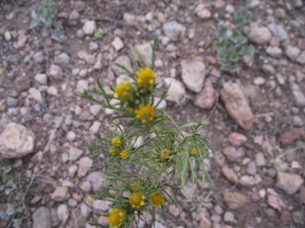 Fetid marigold from Chihuahua, Chih., México on April 28, 2019 by Aaron ...