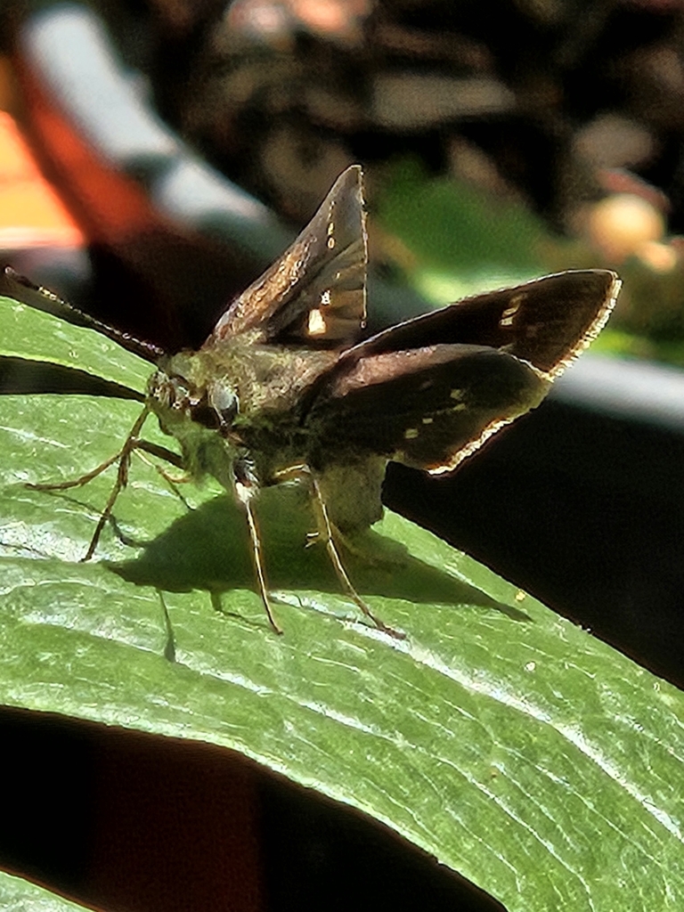 Little Glassywing From Wetumpka, Al 36093, Usa On April 25, 2024 At 12: 