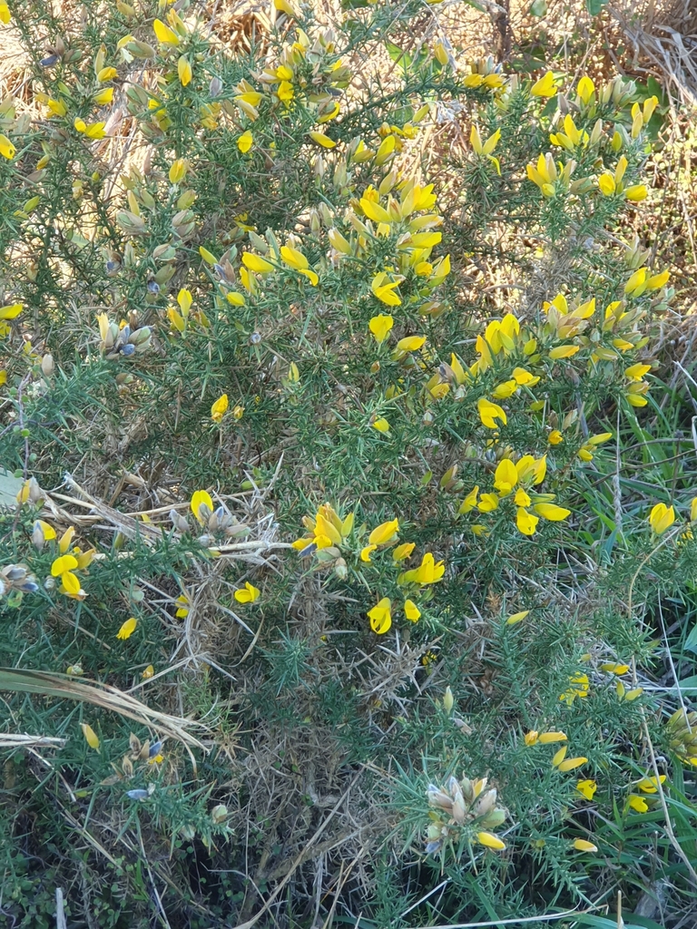 gorse from Island Bay, Wellington 6023, New Zealand on April 27, 2024 ...