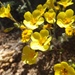 Golden Linanthus - Photo (c) dkoops22, all rights reserved, uploaded by dkoops22