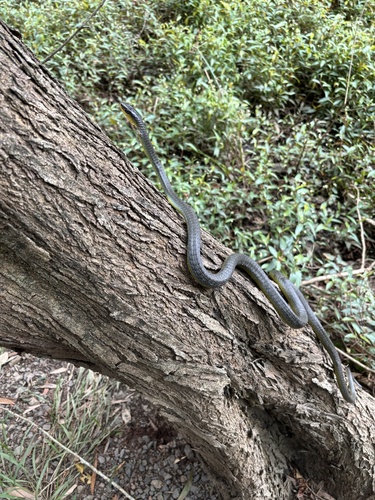 Common Tree Snake sighting