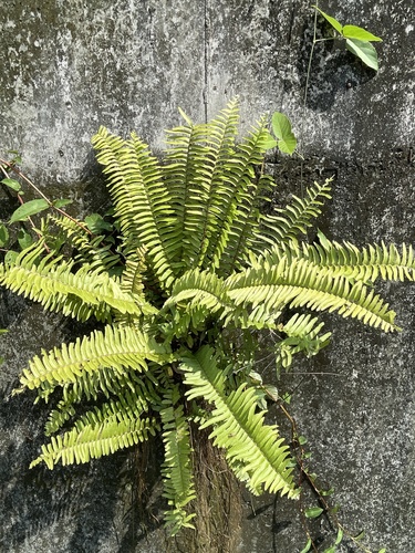Asian swordfern (Nephrolepis multiflora)