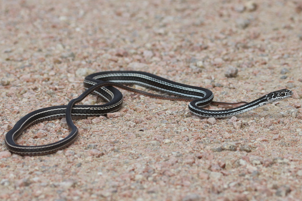 Red-Black Striped Snake (Bothrophthalmus lineatus) · iNaturalist