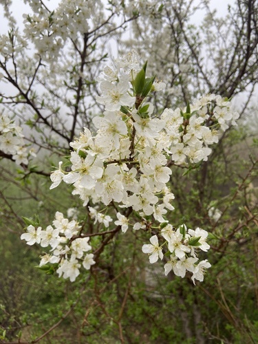 Chinese plum