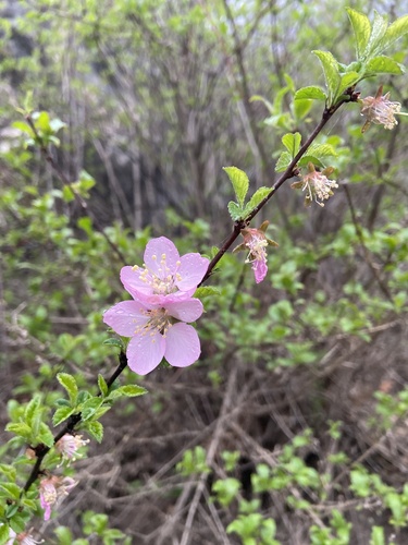 flowering plum
