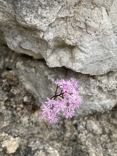 Oresitrophe rupifraga