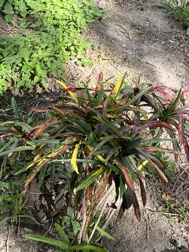 Variegated Croton