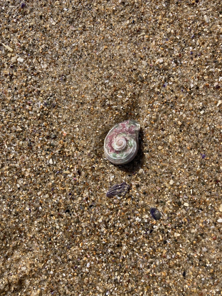 Rough turban shell from Cabbage Tree Harbour, Norah Head, NSW, AU on